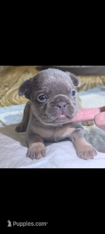 Akc mattie – French Bulldog puppy for sale in Duncan, OK
