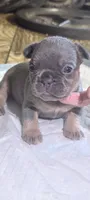 Akc mattie, a female French Bulldog for sale in Duncan, OK – 4 of 9