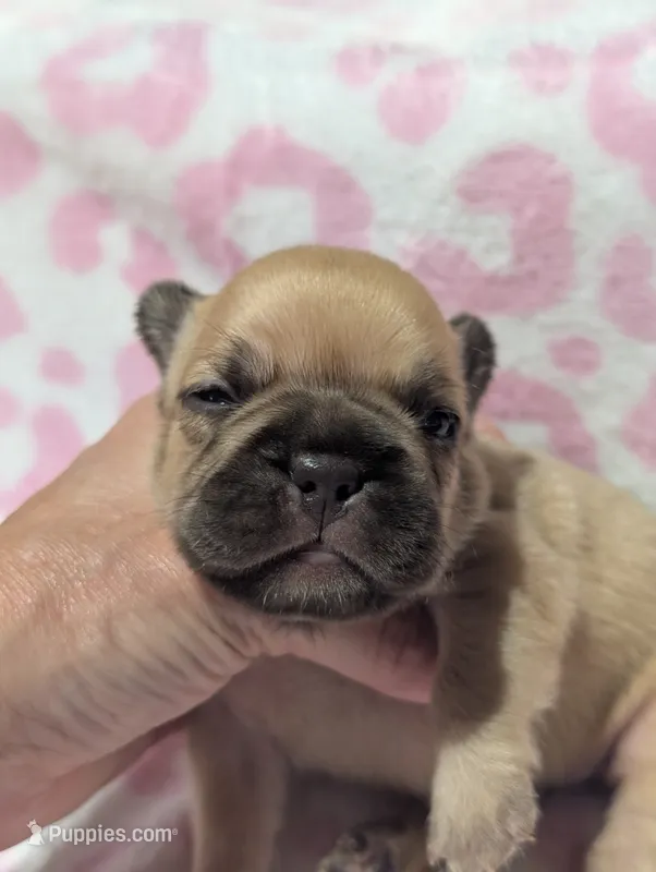 Akc baby boy – French Bulldog puppy for sale in Duncan, OK