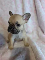 Akc baby boy, a male French Bulldog for sale in Duncan, OK – 4 of 9
