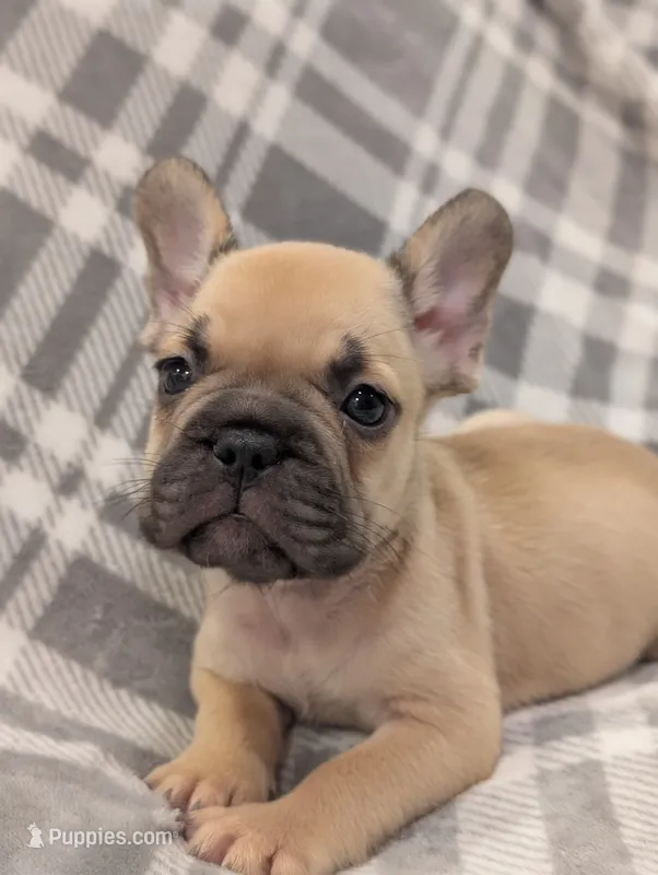 Akc baby boy – French Bulldog puppy for sale in Duncan, OK