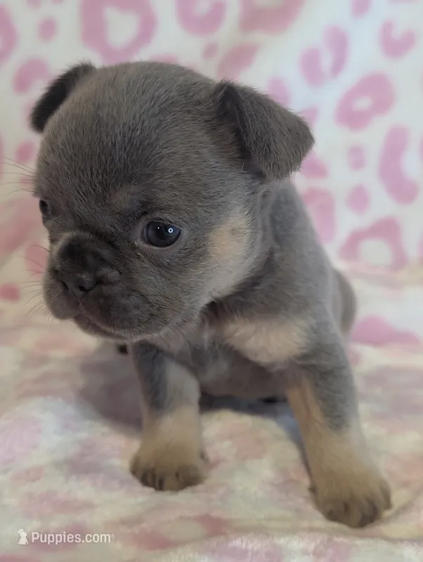 Akc mattie – French Bulldog puppy for sale in Duncan, OK