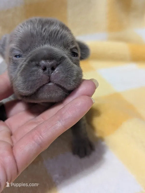 Akc tonka – French Bulldog puppy for sale in Duncan, OK