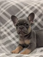Kodak akc, a female French Bulldog for sale in Duncan, OK – 7 of 7