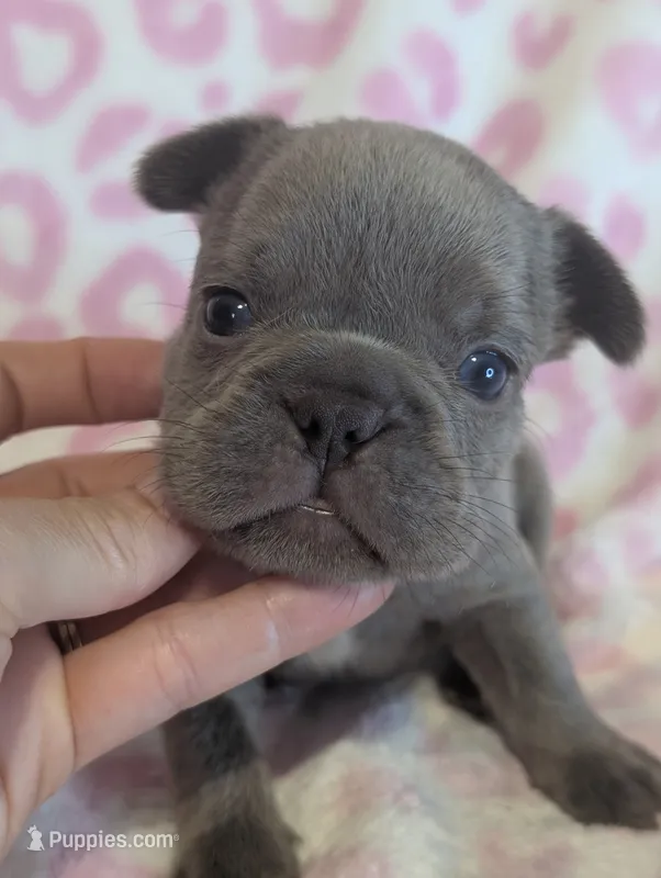 Akc henry – French Bulldog puppy for sale in Duncan, OK