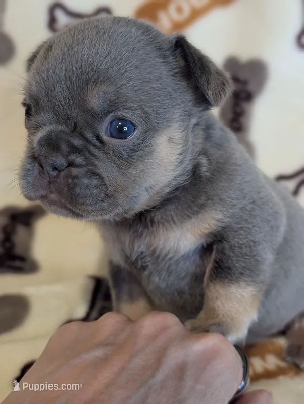 Akc mattie – French Bulldog puppy for sale in Duncan, OK