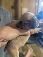 Akc baby boy, a male French Bulldog for sale in Duncan, OK – 2 of 4