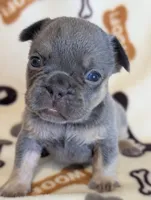 Akc mattie, a female French Bulldog for sale in Duncan, OK – 5 of 9