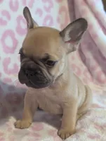 Akc henry, a male French Bulldog for sale in Duncan, OK – 5 of 8