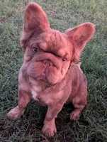 Akc shelby, a female French Bulldog for sale in Duncan, OK – 1 of 3