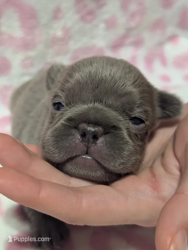 Akc henry – French Bulldog puppy for sale in Duncan, OK