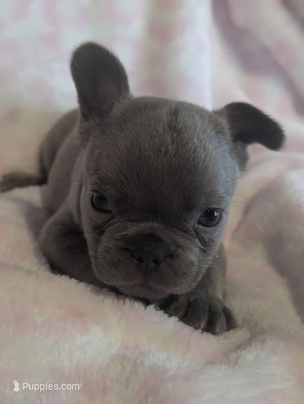 Akc henry – French Bulldog puppy for sale in Duncan, OK