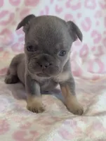 Akc mattie, a female French Bulldog for sale in Duncan, OK – 8 of 9