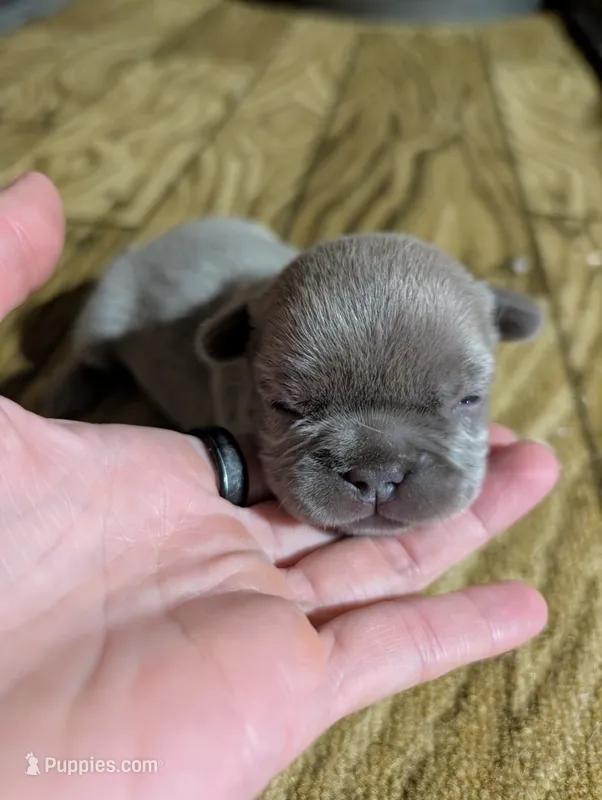 Akc henry – French Bulldog puppy for sale in Duncan, OK