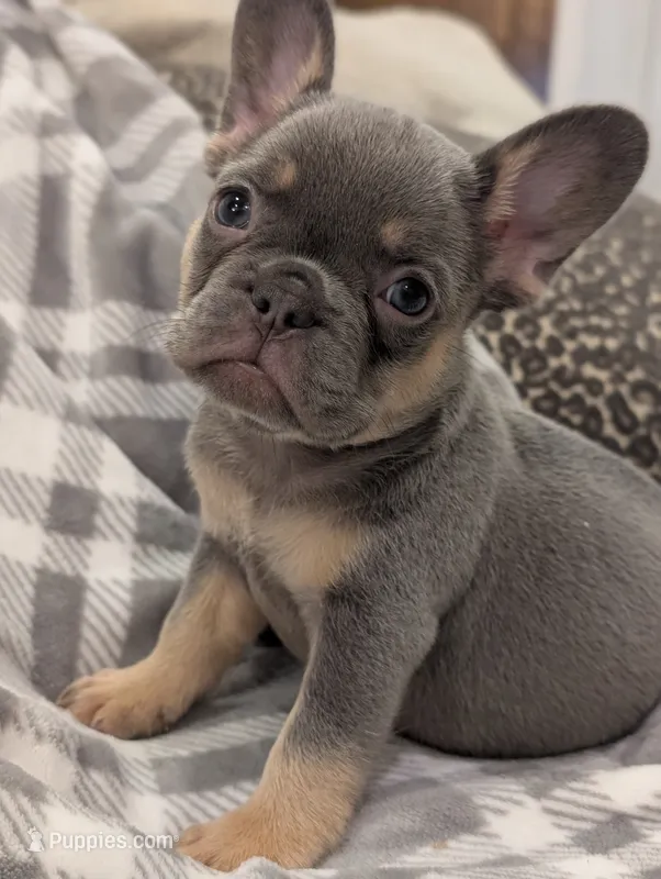 Kodak akc – French Bulldog puppy for sale in Duncan, OK