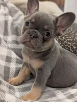 Kodak akc, a female French Bulldog for sale in Duncan, OK – 3 of 7