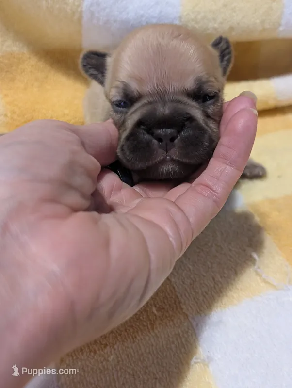 Akc baby boy – French Bulldog puppy for sale in Duncan, OK