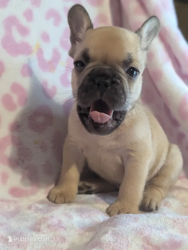 Akc henry – French Bulldog puppy for sale in Duncan, OK