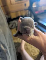 Akc henry, a male French Bulldog for sale in Duncan, OK – 2 of 3