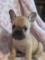 Akc henry, a male French Bulldog for sale in Duncan, OK – 6 of 8