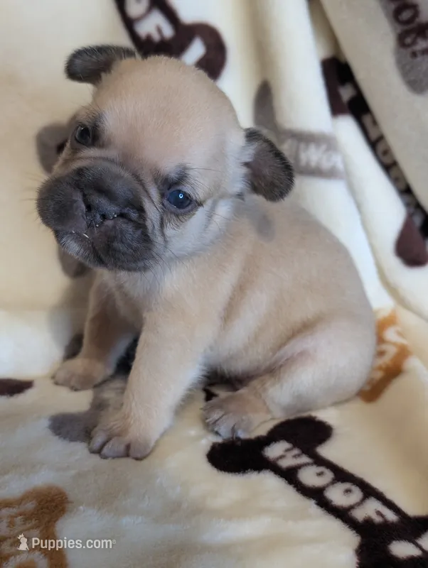 Akc baby boy – French Bulldog puppy for sale in Duncan, OK