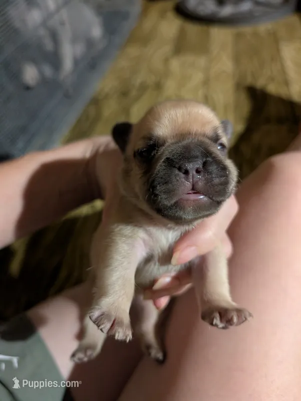 Akc baby boy – French Bulldog puppy for sale in Duncan, OK
