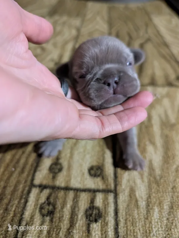 Akc mattie – French Bulldog puppy for sale in Duncan, OK