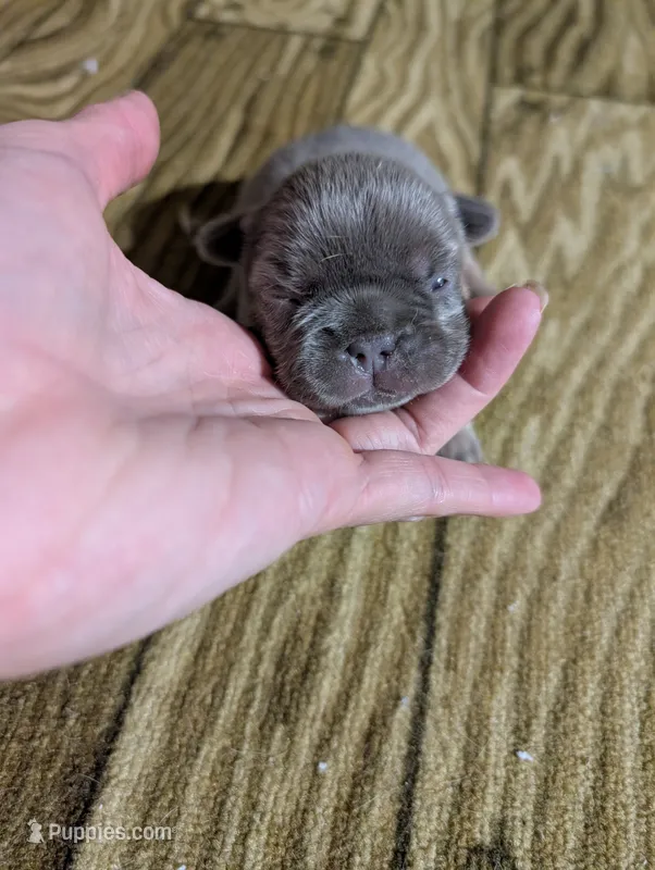Akc tonka – French Bulldog puppy for sale in Duncan, OK