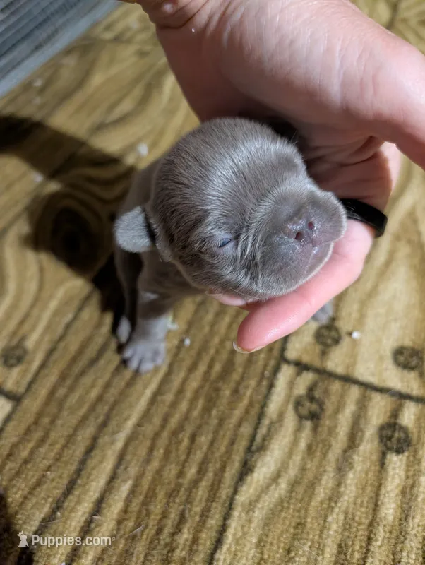 Akc shelby – French Bulldog puppy for sale in Duncan, OK