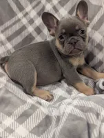 Kodak akc, a female French Bulldog for sale in Duncan, OK – 4 of 7