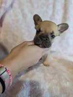 Akc baby boy, a male French Bulldog for sale in Duncan, OK – 3 of 9