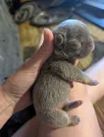 Akc mattie, a female French Bulldog for sale in Duncan, OK – 2 of 4