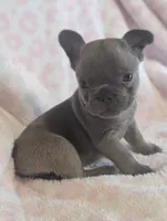 Akc tonka, a male French Bulldog for sale in Duncan, OK – 7 of 7