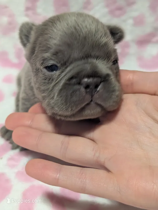 Akc tonka – French Bulldog puppy for sale in Duncan, OK