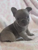 Akc tonka, a male French Bulldog for sale in Duncan, OK – 6 of 7