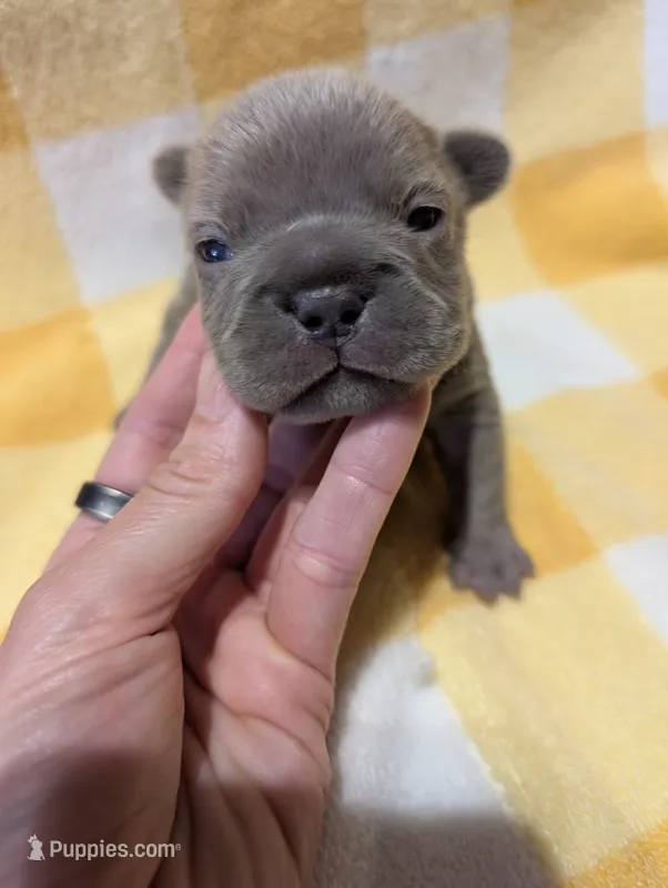 Akc mattie – French Bulldog puppy for sale in Duncan, OK