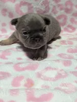 Akc mattie, a female French Bulldog for sale in Duncan, OK – 3 of 9