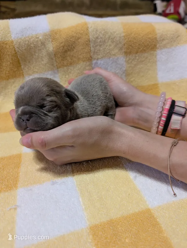 Akc henry – French Bulldog puppy for sale in Duncan, OK