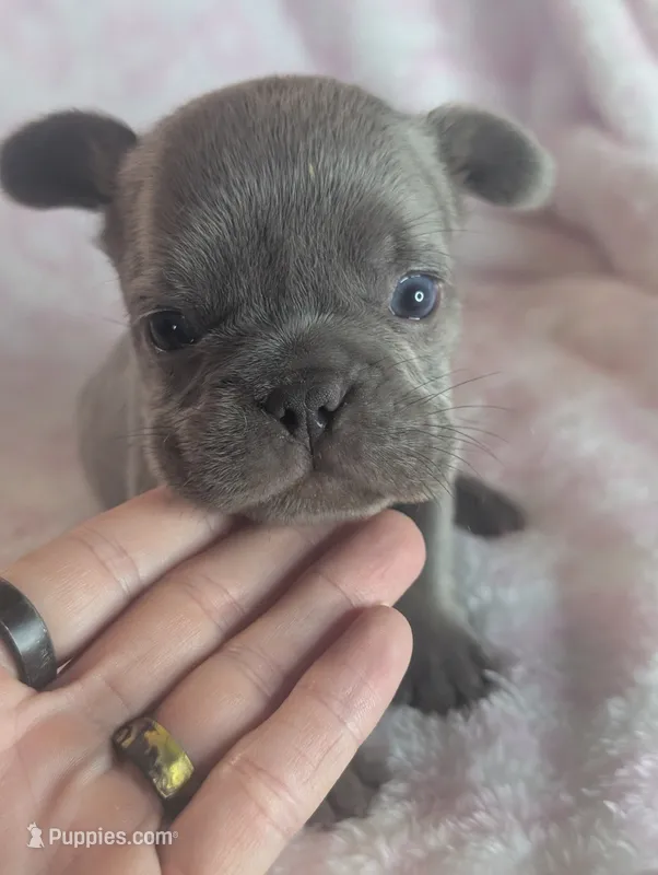Akc henry – French Bulldog puppy for sale in Duncan, OK