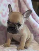 Akc baby boy, a male French Bulldog for sale in Duncan, OK – 9 of 9