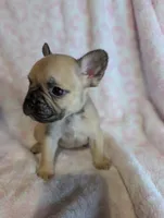 Akc baby boy, a male French Bulldog for sale in Duncan, OK – 5 of 9