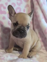Akc henry, a male French Bulldog for sale in Duncan, OK – 7 of 8