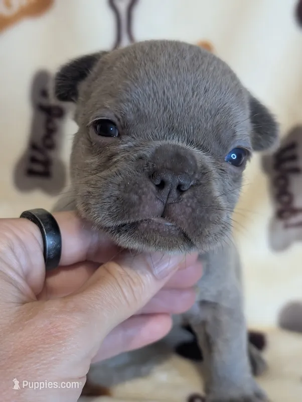Akc tonka – French Bulldog puppy for sale in Duncan, OK