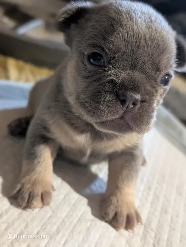Akc mattie – French Bulldog puppy for sale in Duncan, OK