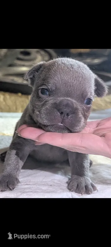 Akc tonka – French Bulldog puppy for sale in Duncan, OK