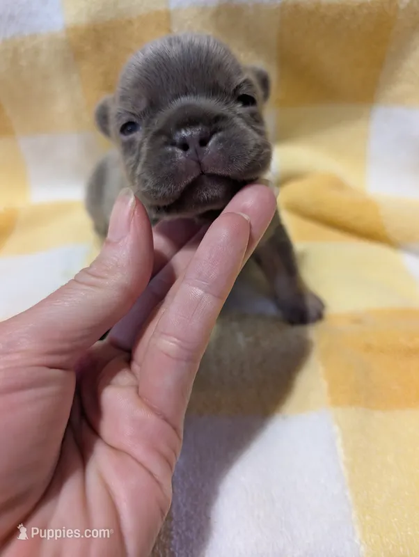 Akc shelby – French Bulldog puppy for sale in Duncan, OK