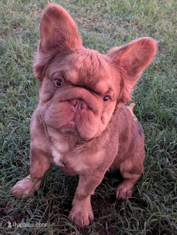 Akc baby boy – French Bulldog puppy for sale in Duncan, OK