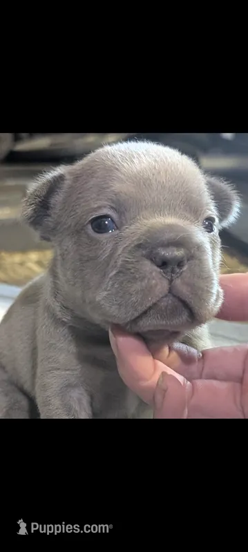 Akc shelby – French Bulldog puppy for sale in Duncan, OK