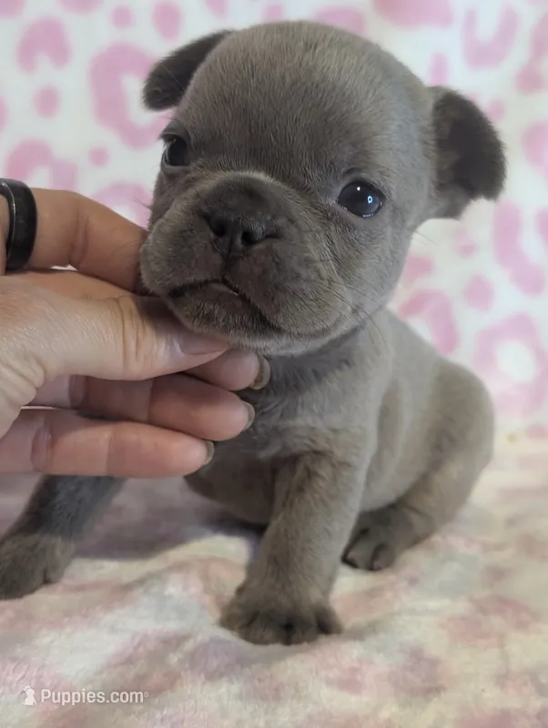 Akc tonka – French Bulldog puppy for sale in Duncan, OK