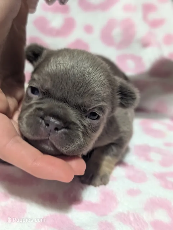 Akc mattie – French Bulldog puppy for sale in Duncan, OK